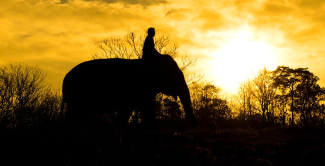 Our friend the elephant feels safe with his keeper, but what if he did come out of his comfort zone and cross the river?