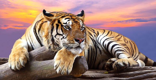 How many tigers have you met out networking? Maybe you've been one yourself?