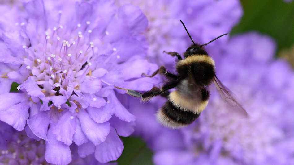 Flowers exist because plants want to breed and insects want to feed. They found out they could help each other!